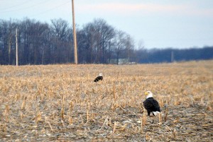 Eagle pair