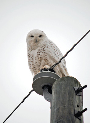 Snowy owl