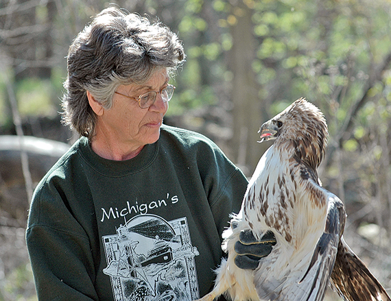 Helping hawk