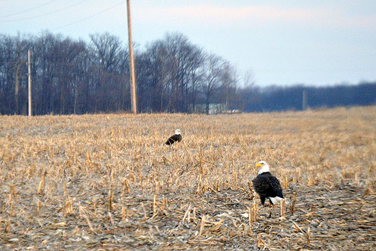 Eagle pair