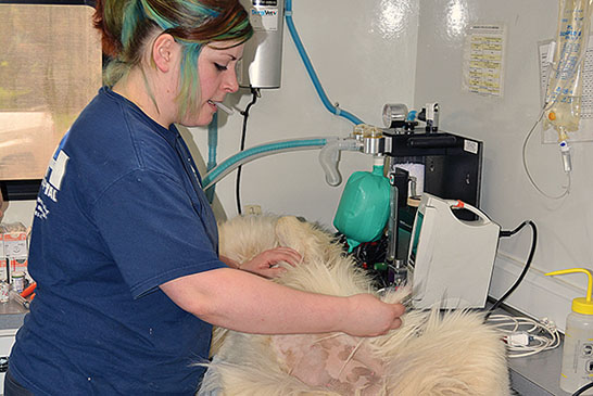 Pet Prep featured