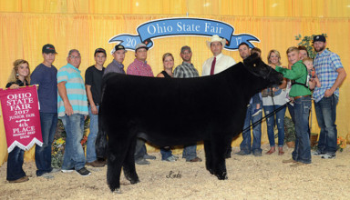 Strong steer showing