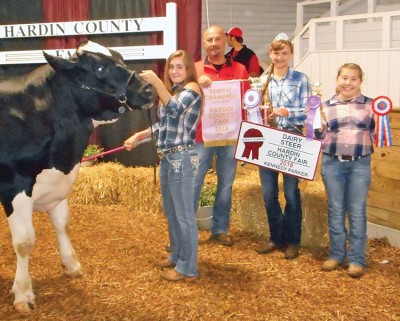 Reserve dairy steer