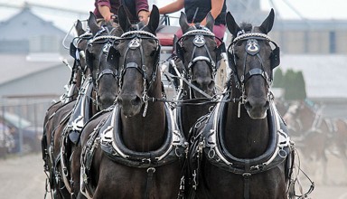 Draft horses in fair